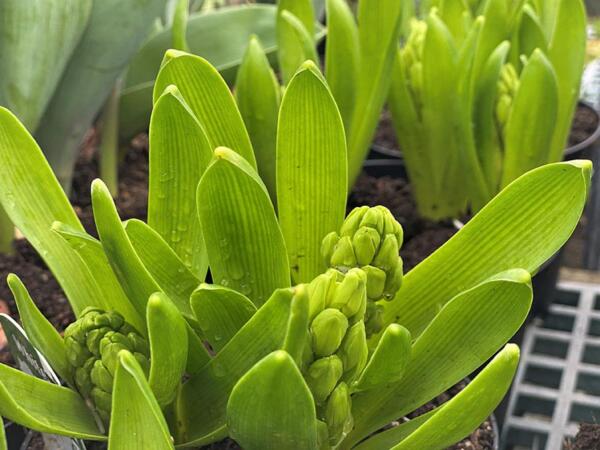 CtyEscape Hyacinth Bulbs