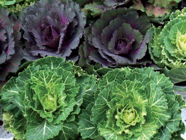 Cabbage-3909607